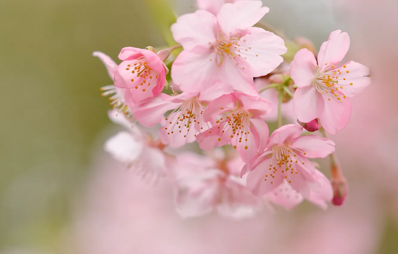 Photo wallpaper macro, cherry, background, spring, Sakura, flowering, flowers, bokeh