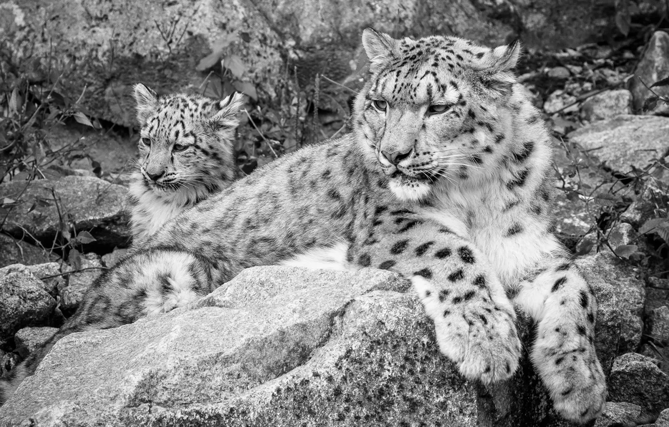 Photo wallpaper cat, predator, black and white, monochrome, snow leopards