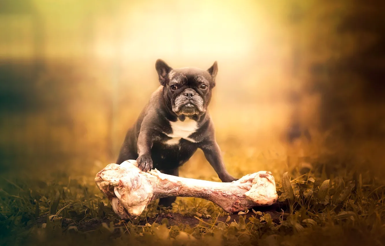 Photo wallpaper background, dog, bones