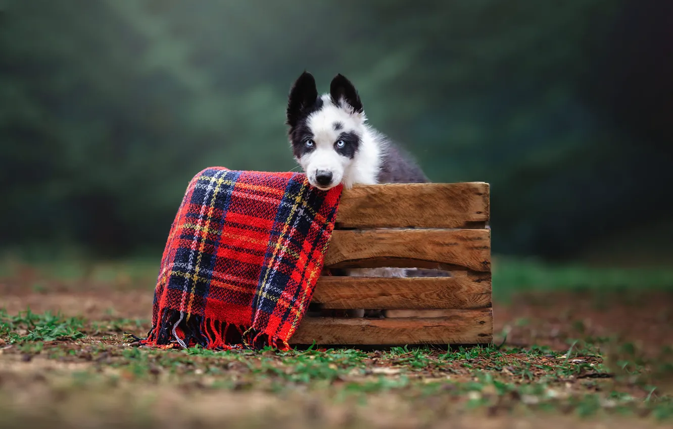 Photo wallpaper grass, look, Park, glade, dog, puppy, black and white, plaid