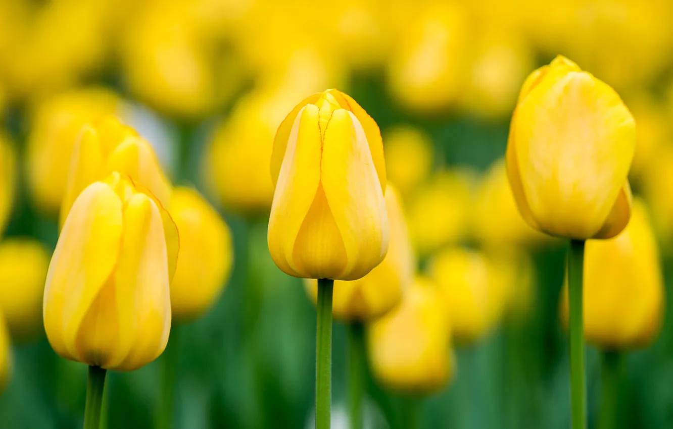 Photo wallpaper flowers, yellow, spring, tulips, bokeh