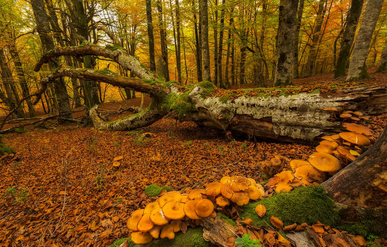 Photo wallpaper autumn, forest, trees, mushrooms, moss, Spain, Basque Country, Urabain