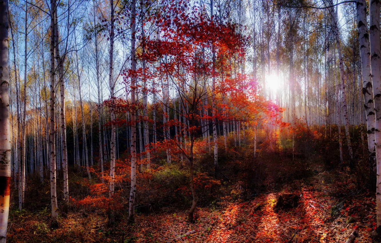 Photo wallpaper autumn, forest, morning