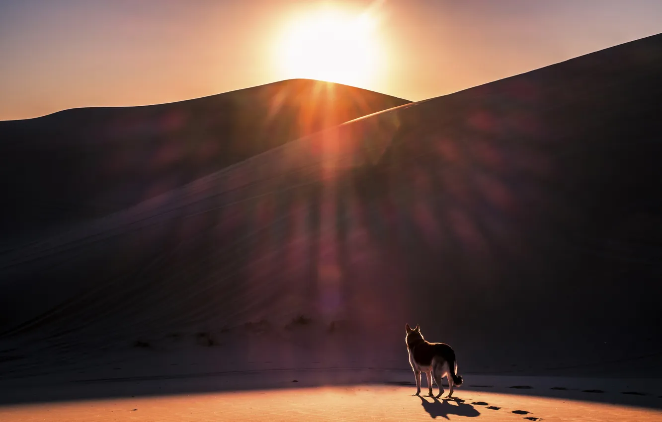 Photo wallpaper sunset, dog, sand, dunes