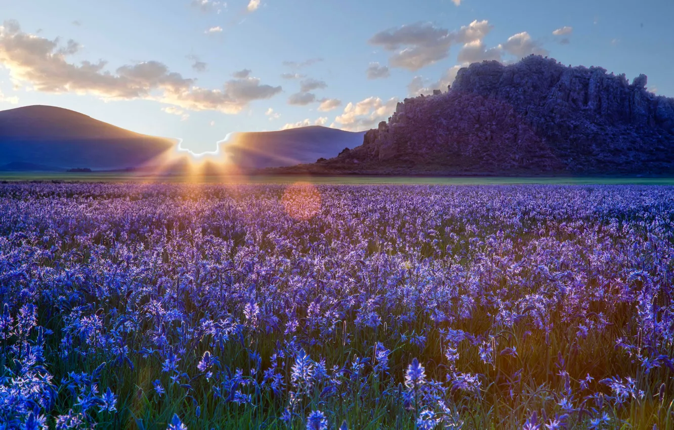 Photo wallpaper flowers, the steppe, sunrise, dawn, Prairie, Idaho, Idaho, camassei
