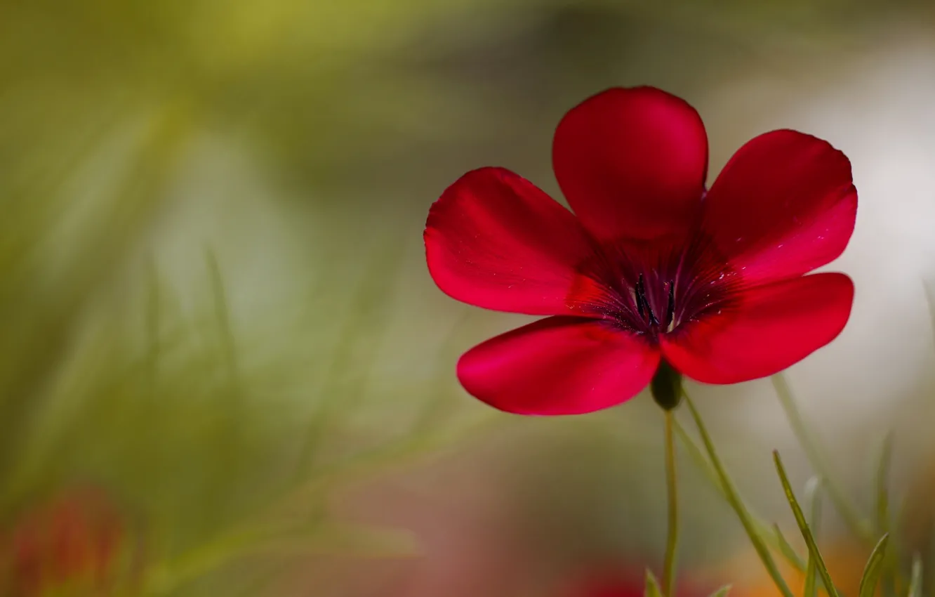 Photo wallpaper flowers, background, widescreen, Wallpaper, blur, wallpaper, flower, widescreen