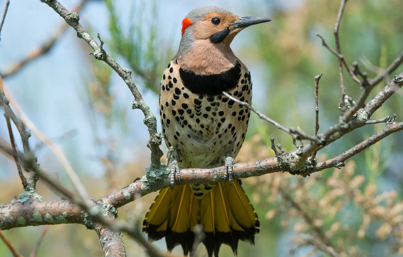 Photo wallpaper branches, nature, background, bird, bright, woodpecker, tail, tail