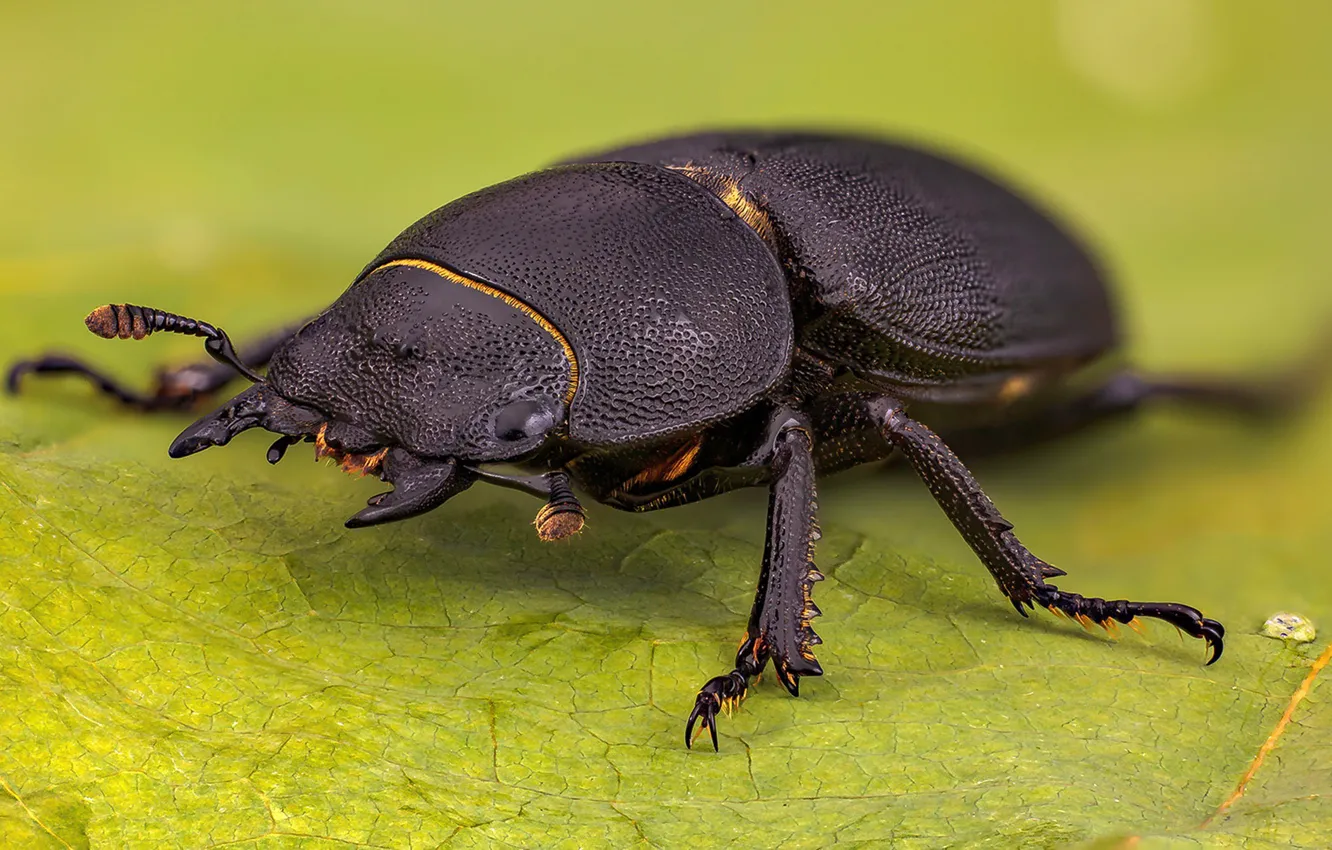 Wallpaper nature, insect, Dorcus parallelipipedus for mobile and ...