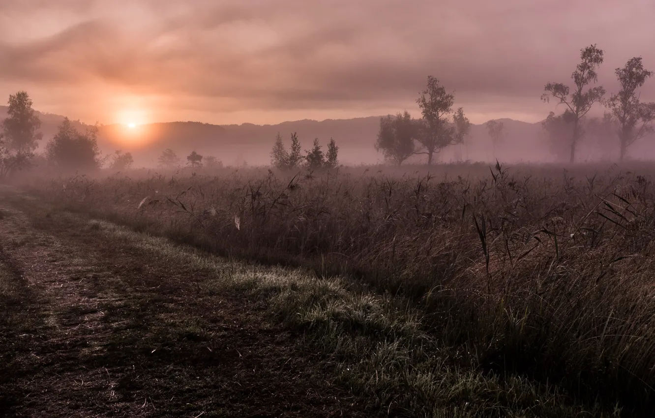 Photo wallpaper road, field, sunset, fog