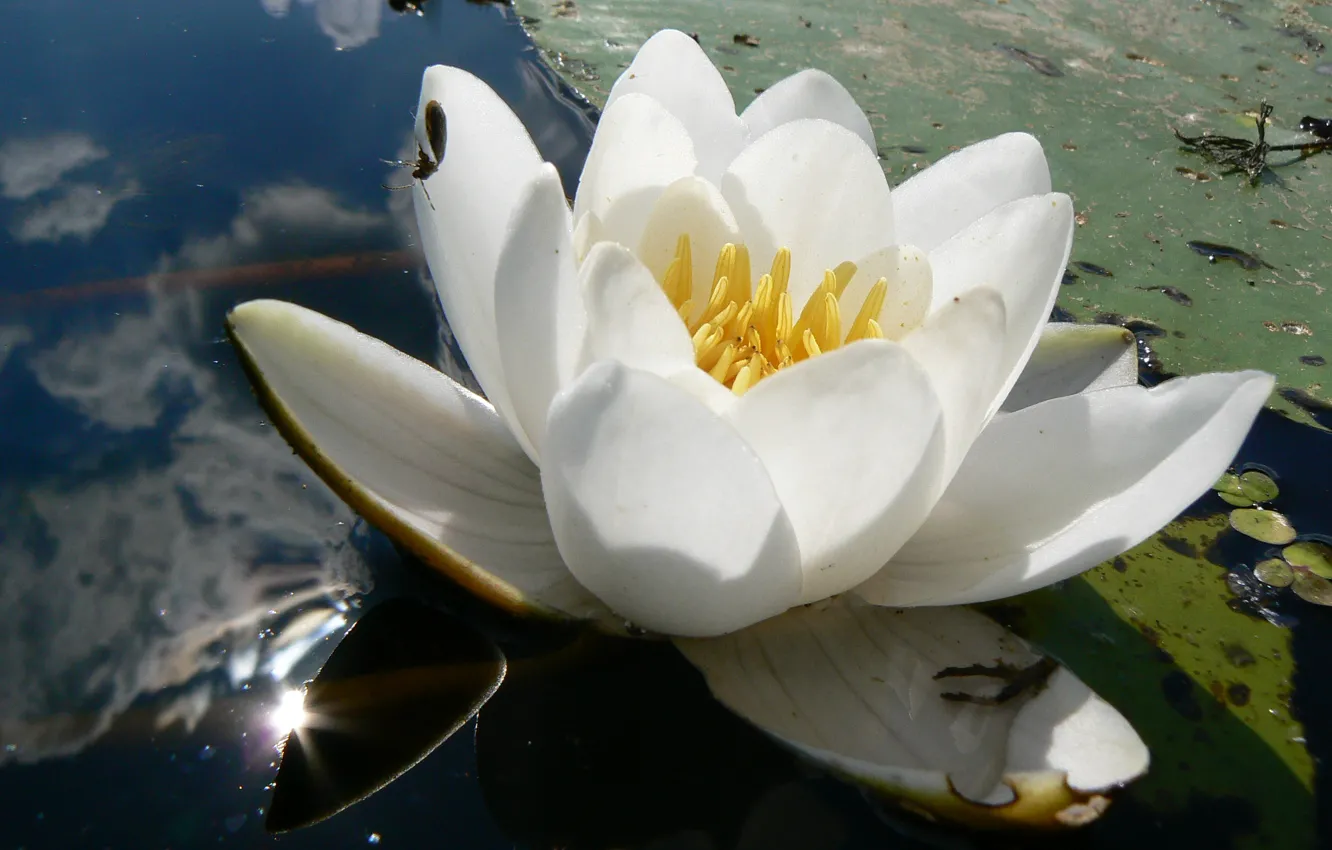 Photo wallpaper water, macro, Lily, Belarus, water Lily, my photo, white water Lily