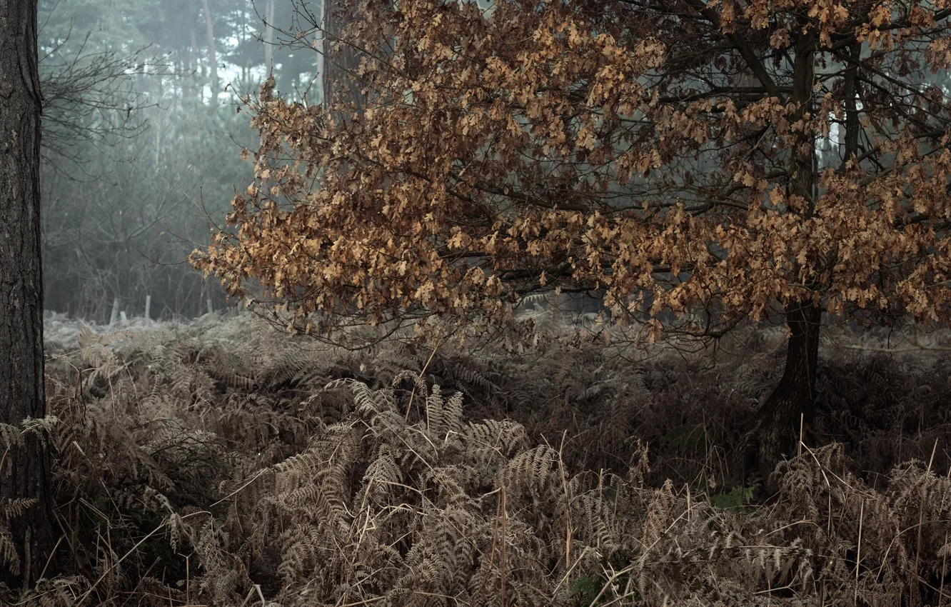 Photo wallpaper autumn, forest, nature