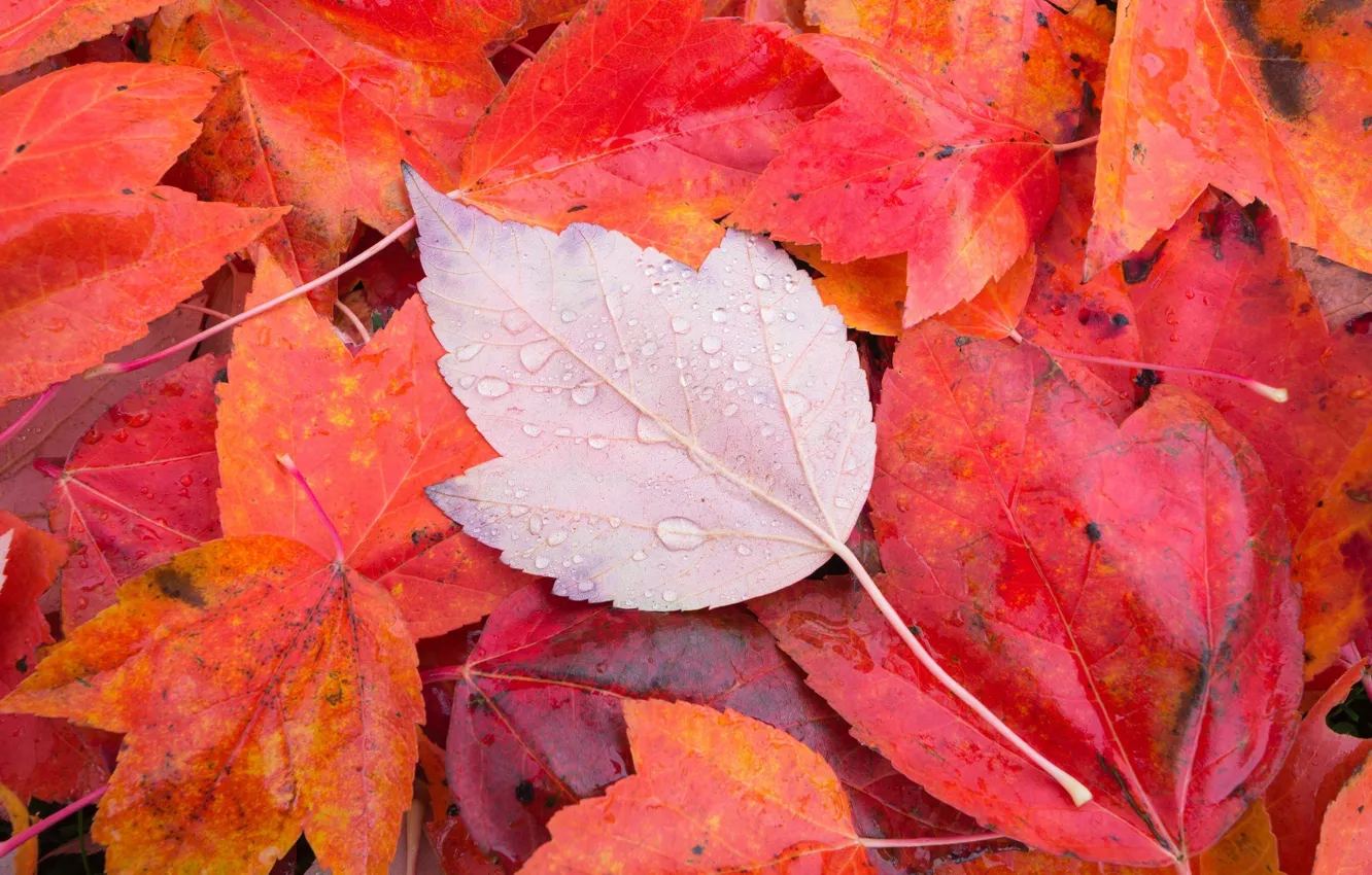 Photo wallpaper autumn, macro, sheet, foliage