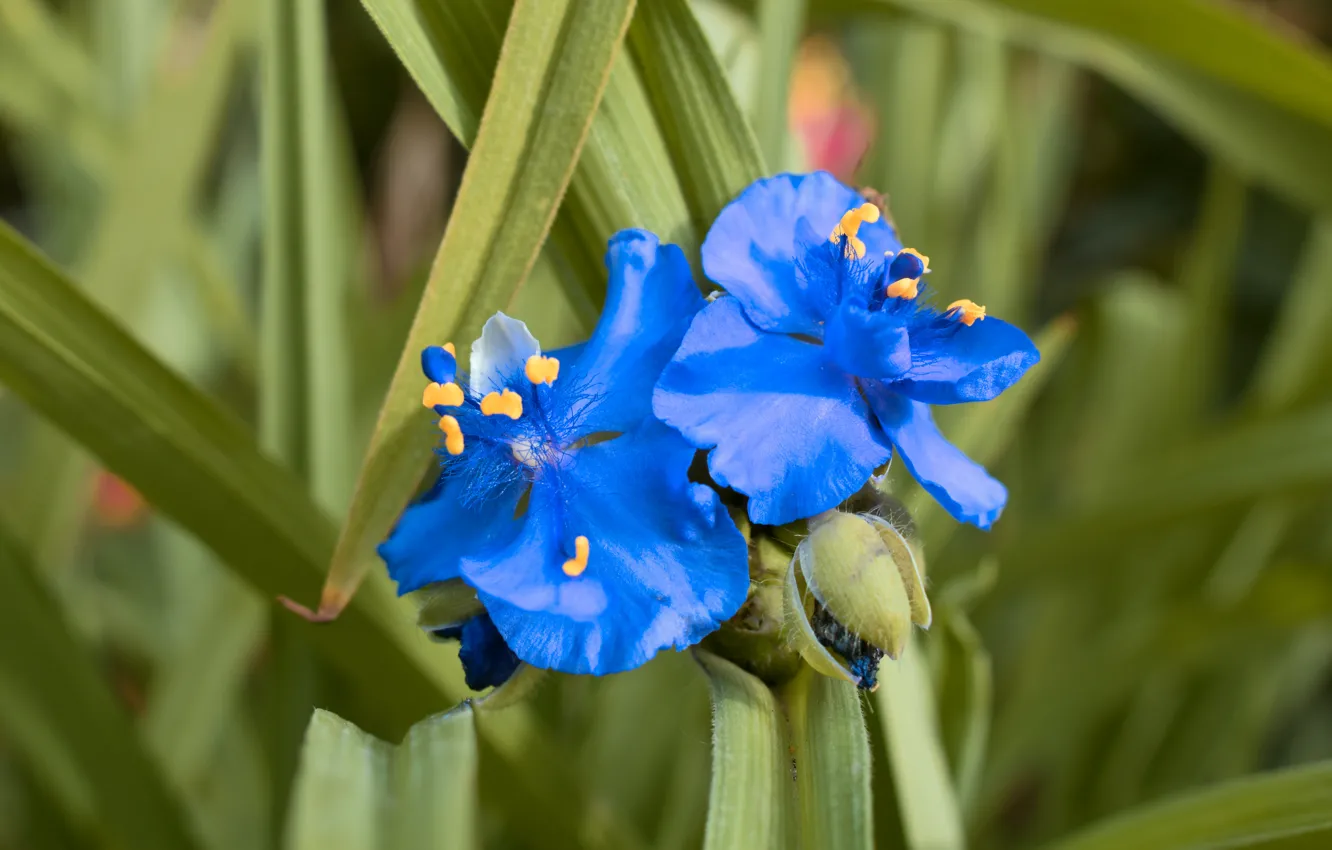 Photo wallpaper autumn, macro, blue, Wallpaper, Belarus