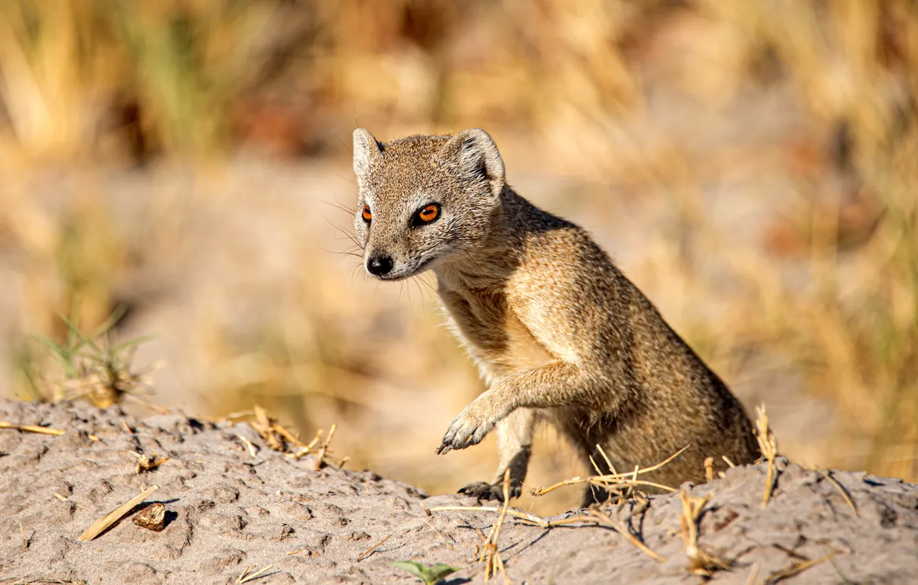 Photo wallpaper pose, muzzle, mongoose, Mongoose, Birger Strahl