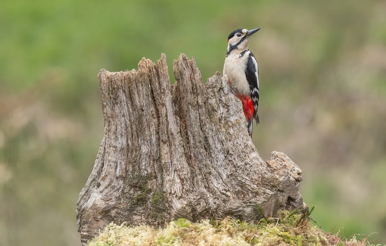 Photo wallpaper nature, bird, stump, woodpecker