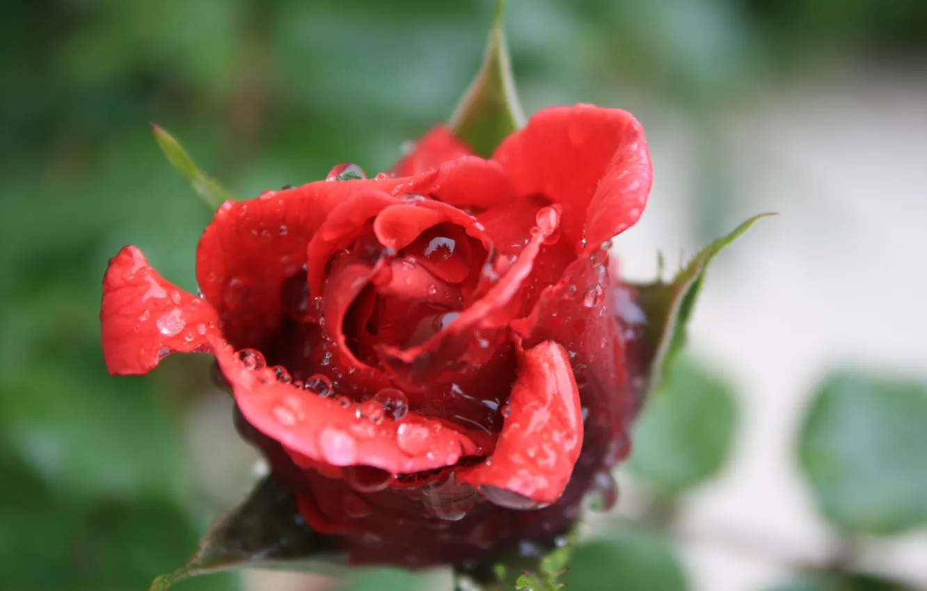 Photo wallpaper Drops, Red rose, Drops, Red rose