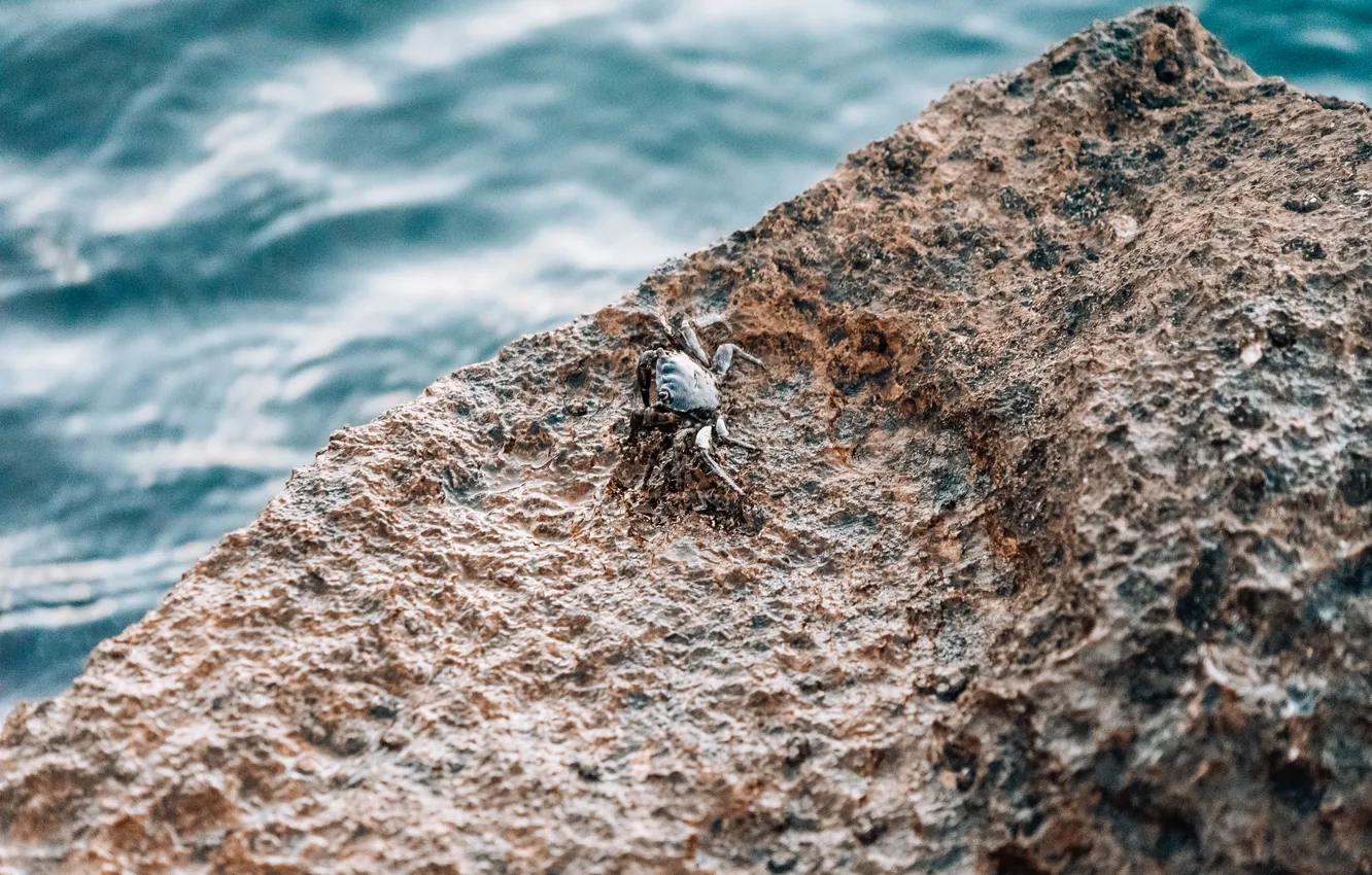 Photo wallpaper sea, rocks, crab