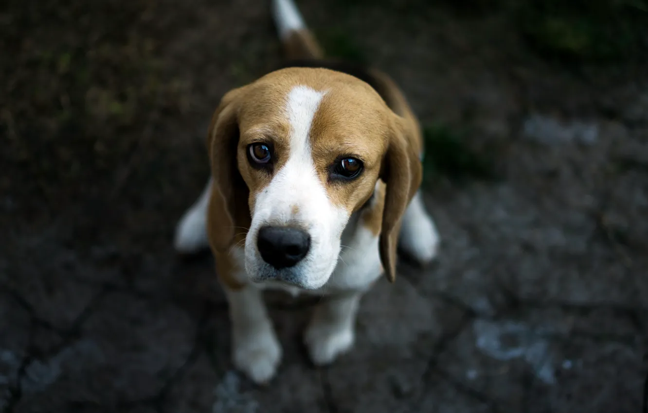 Photo wallpaper look, each, dog, Beagle