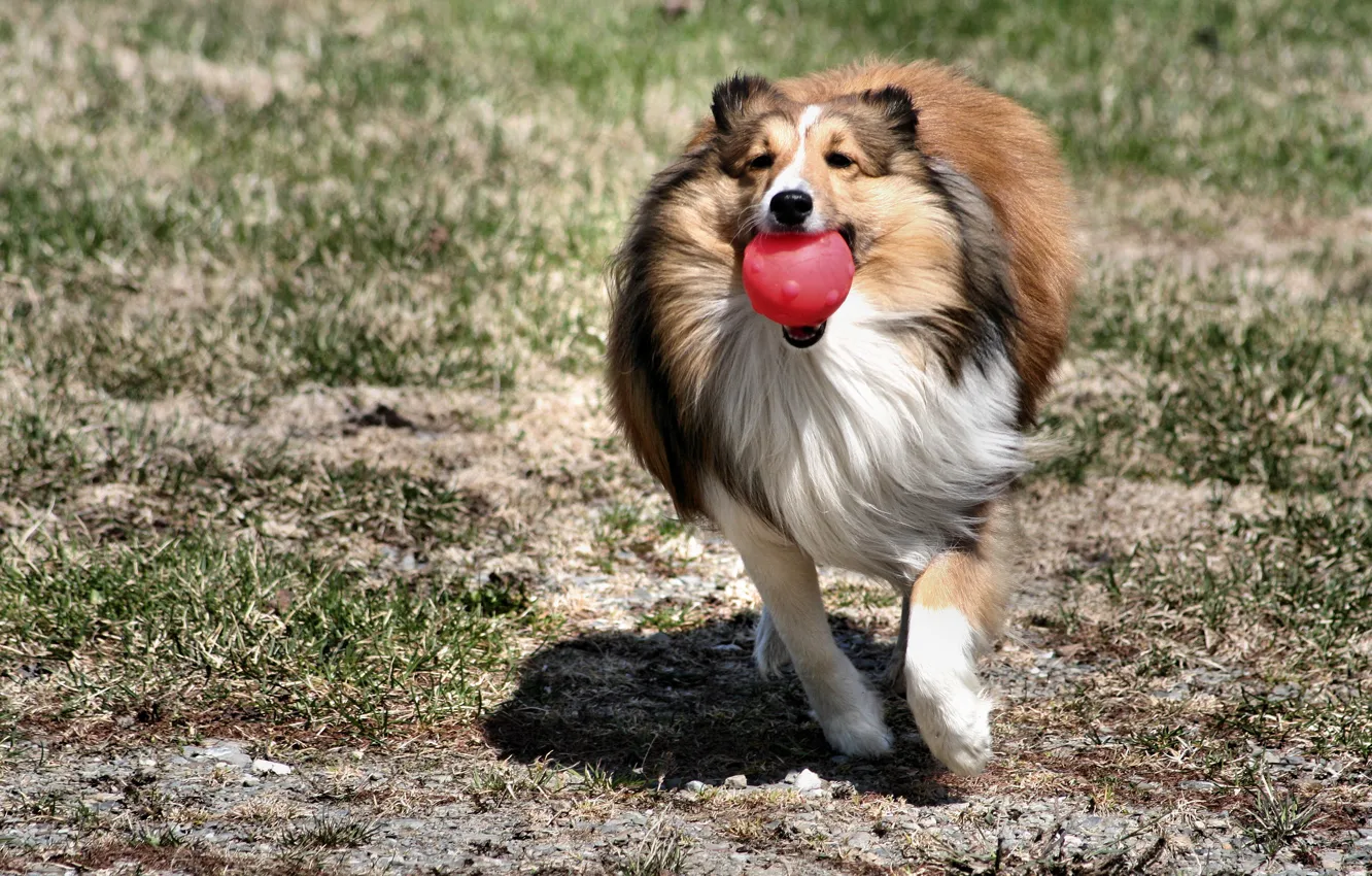Photo wallpaper dog, the ball, igrat, collie, rushes