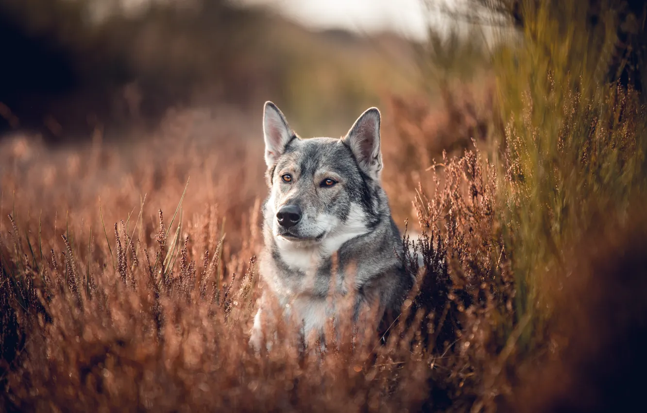 Photo wallpaper portrait, dog, Volkosob