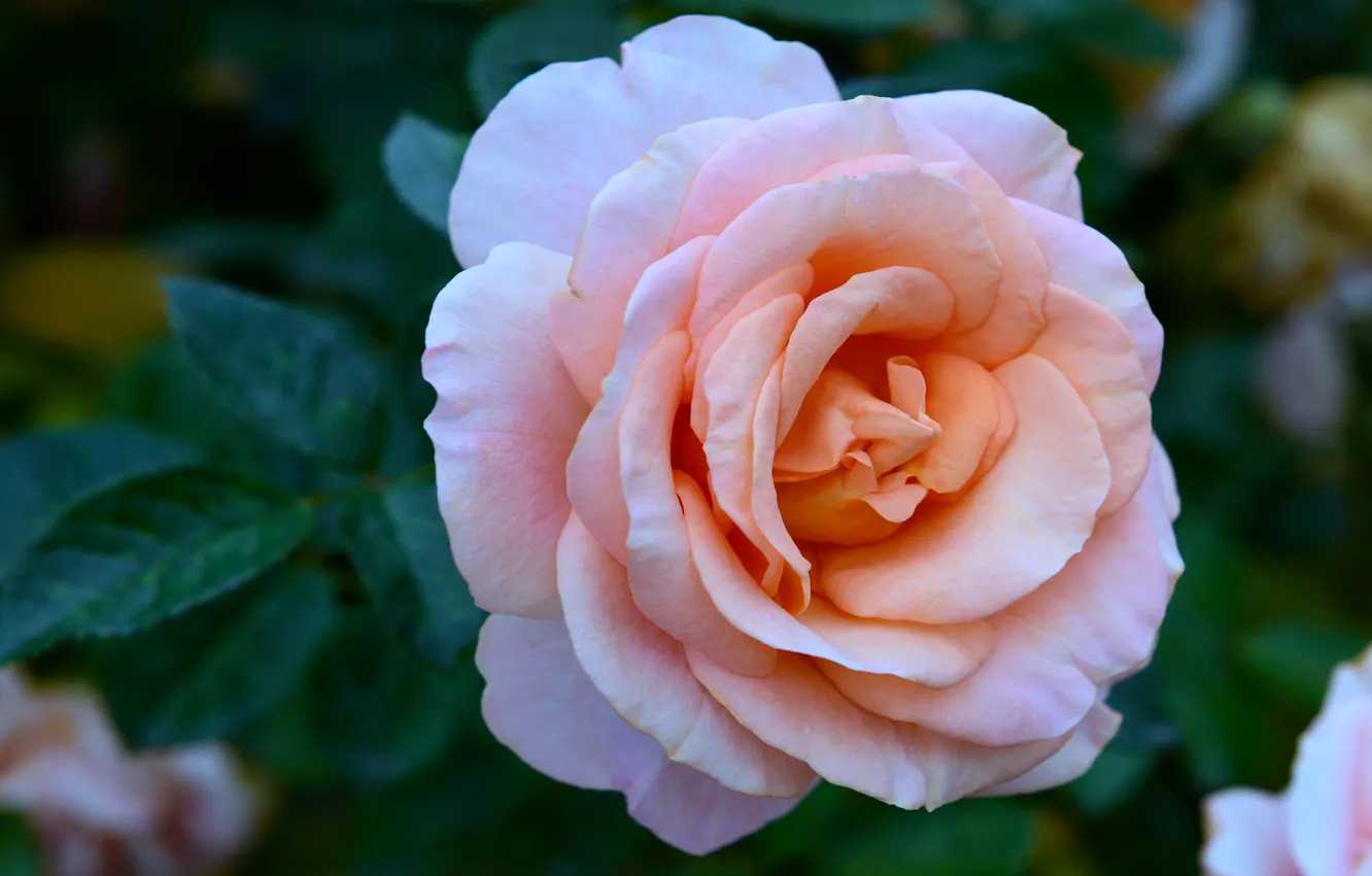 Photo wallpaper greens, leaves, flowers, background, roses, beauty, petals, garden