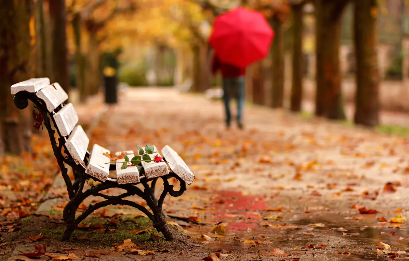 Photo wallpaper autumn, flower, Park, rose, people, umbrella, bench, goodbye