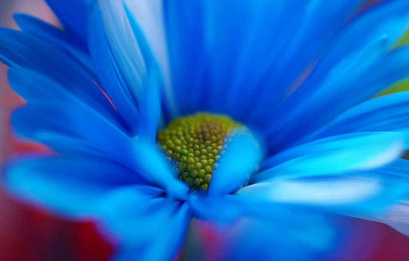 Photo wallpaper flower, macro, Daisy, blue