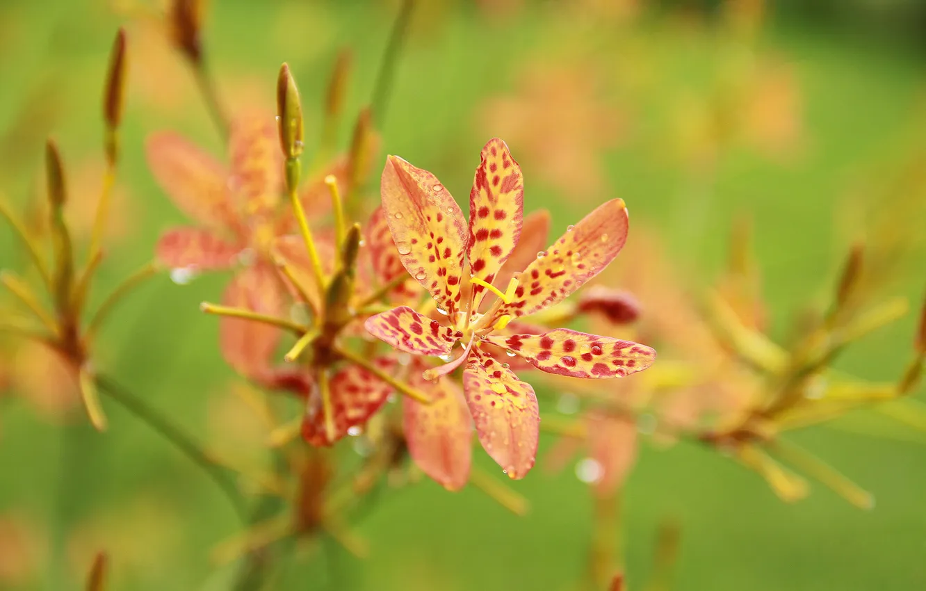 Photo wallpaper drops, yellow, red, petals, spot, stamens, pistil