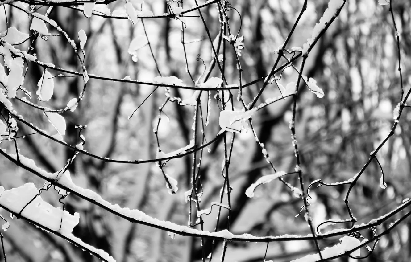 Photo wallpaper ice, winter, snow, branches