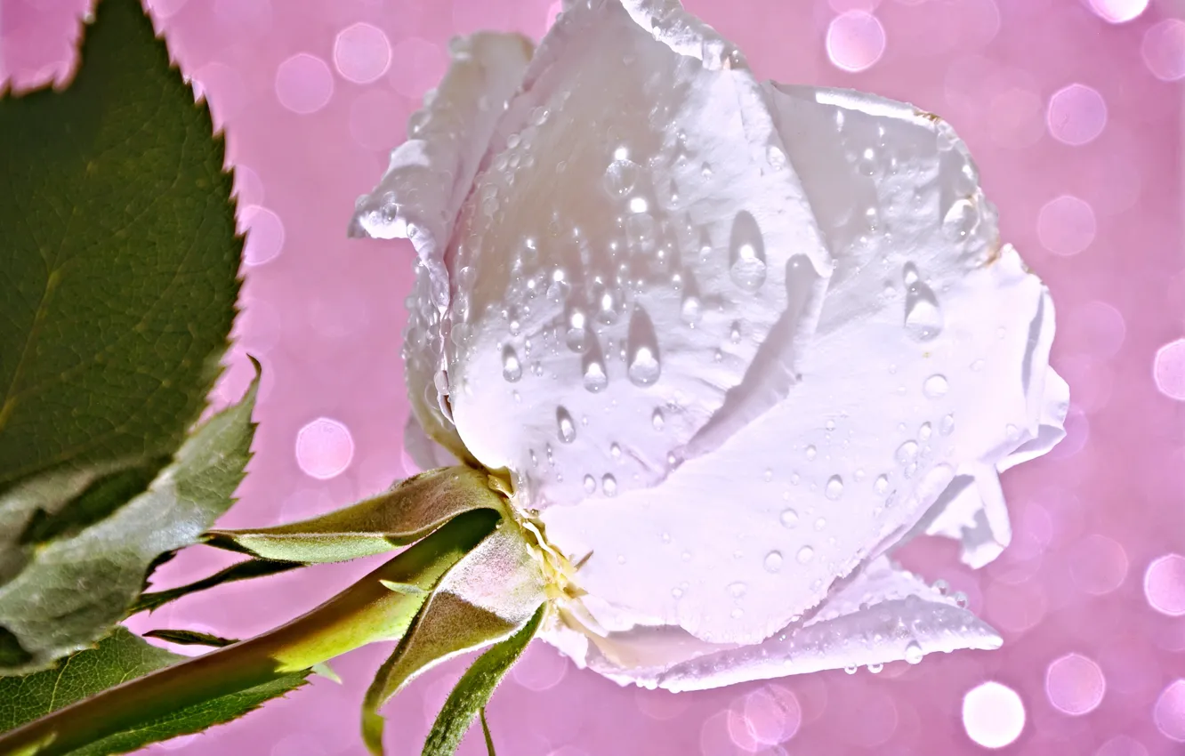 Photo wallpaper flower, water, drops, Rosa, rose, petals, Bud
