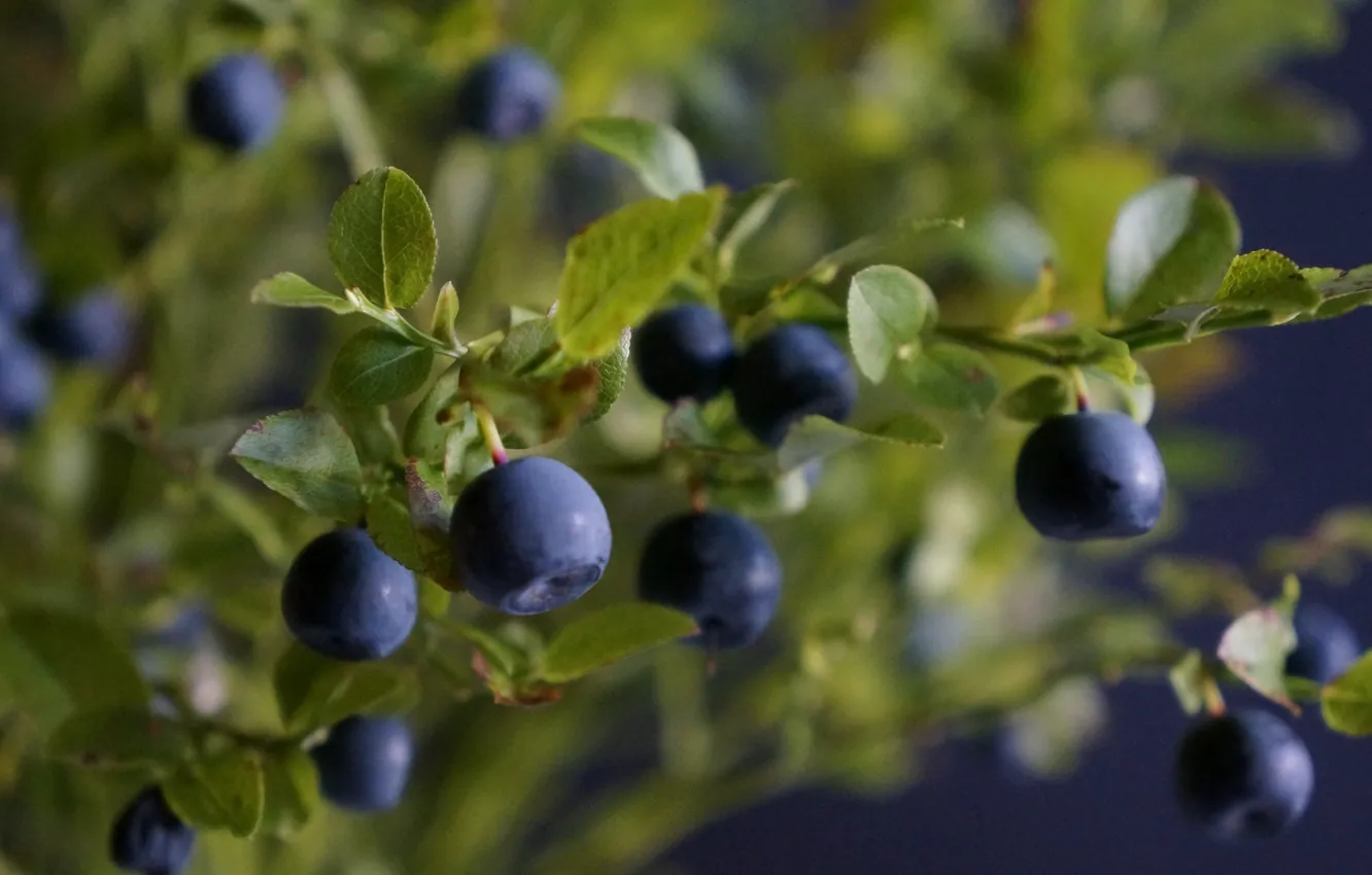 Photo wallpaper leaves, branches, berries, blueberries, the bushes, leaves, berries, branches