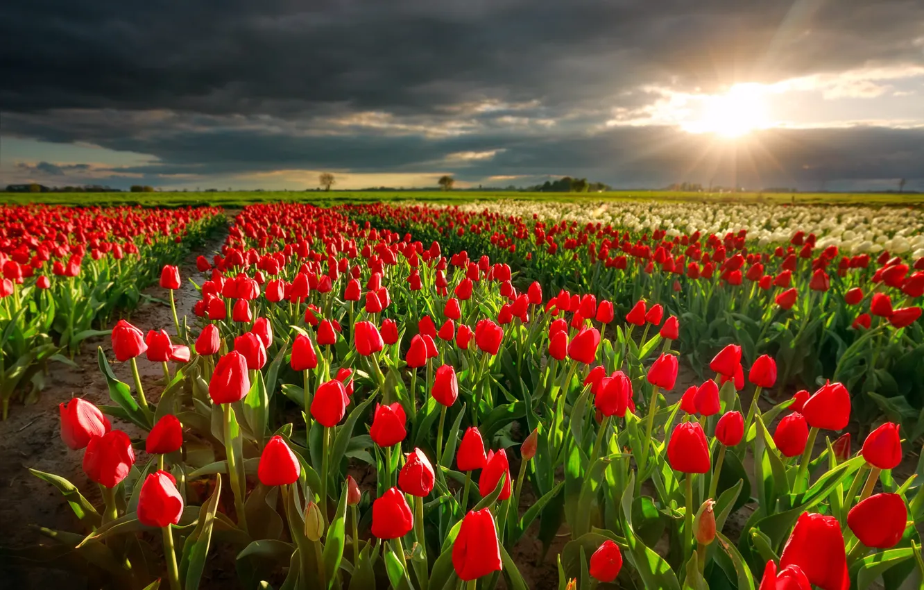 Photo wallpaper field, the sun, rays, landscape, sunset, flowers, clouds, nature