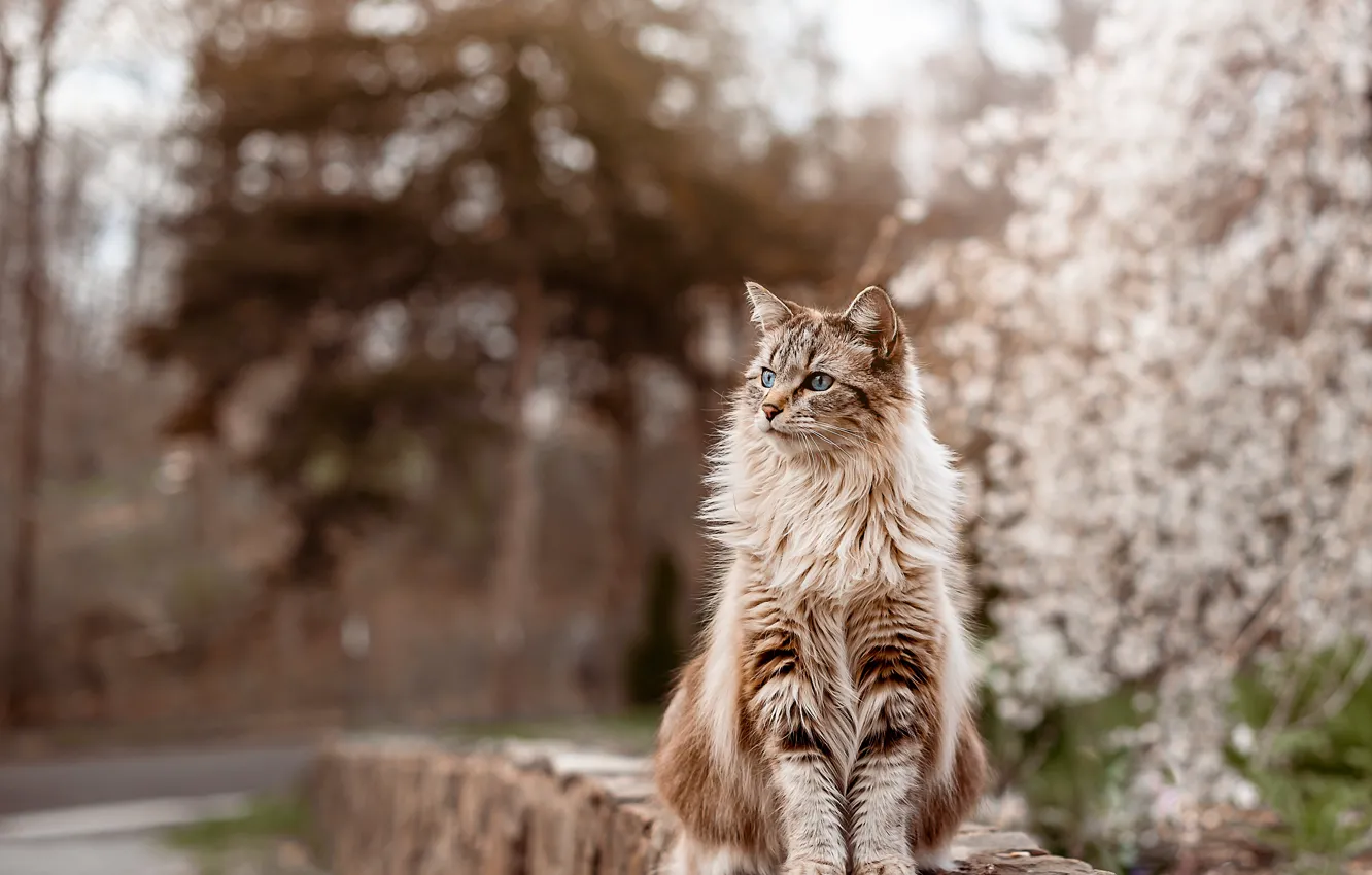 Photo wallpaper cat, cat, Park, stones, garden