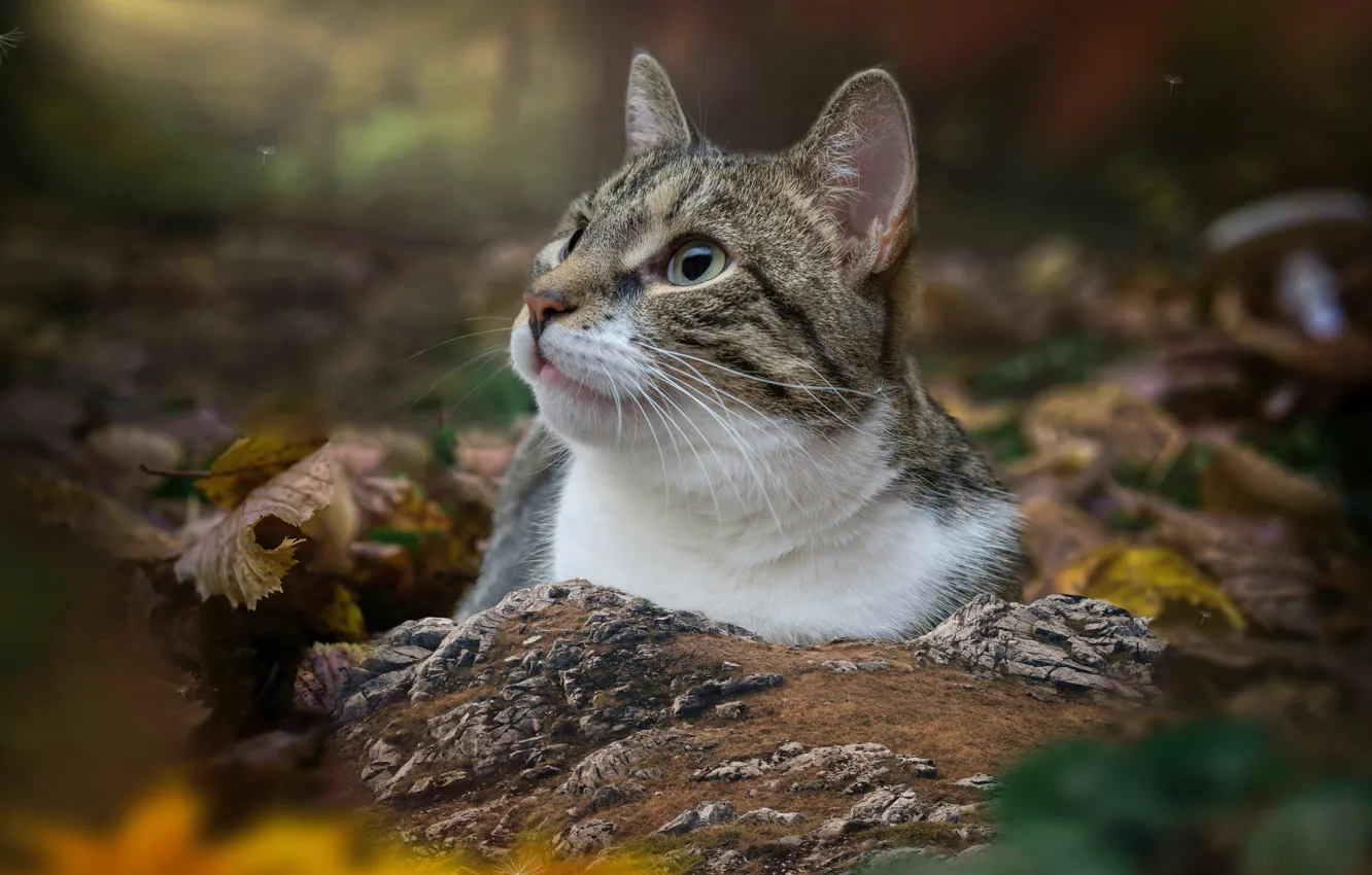 Photo wallpaper cat, cat, look