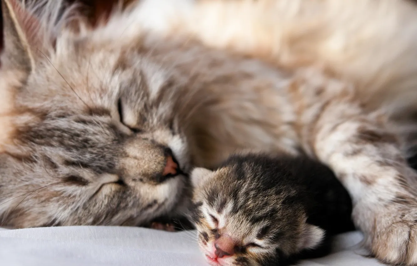 Photo wallpaper cat, kitty, animal, sleep