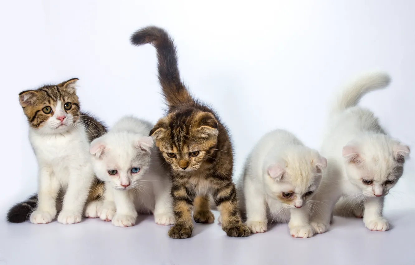Photo wallpaper cat, cats, kittens, white background