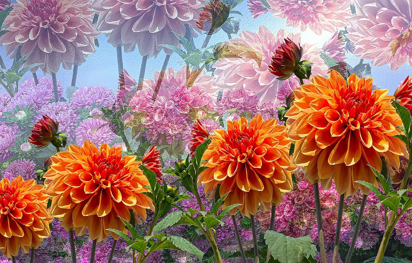 Photo wallpaper Graphics, Flowers, Bratki, grass