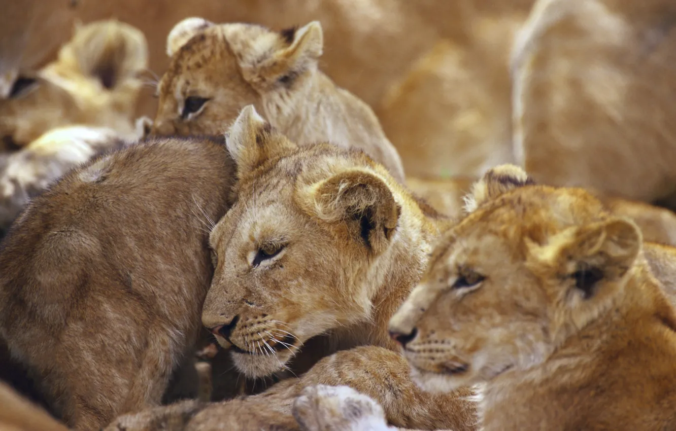 Photo wallpaper cat, Leo, lions, leva