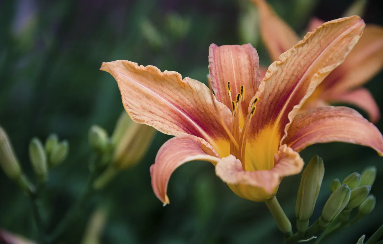 Photo wallpaper summer, flowers, Lily, plant