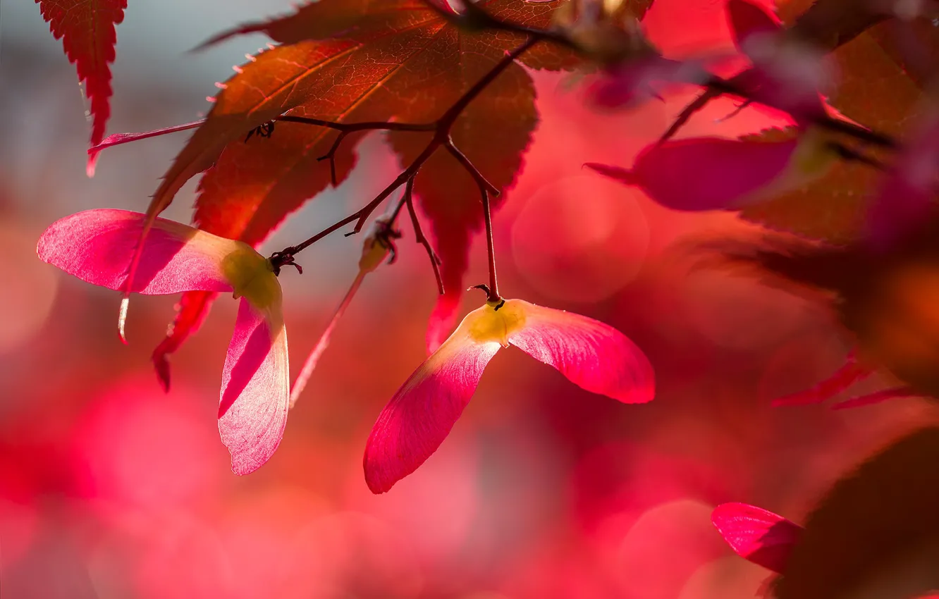 Photo wallpaper autumn, leaves, light, seeds, maple, maple, bokeh, autumn leaves