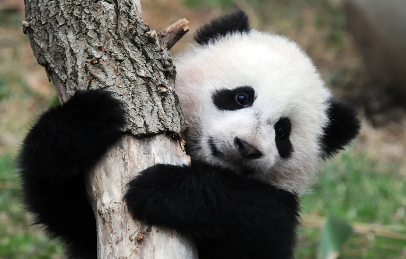 Photo wallpaper trees, bear, Panda, bear