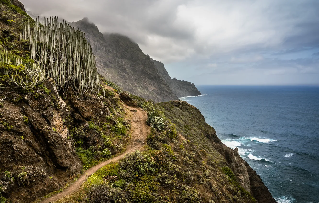 Photo wallpaper sea, rocks, shore, cactus, path