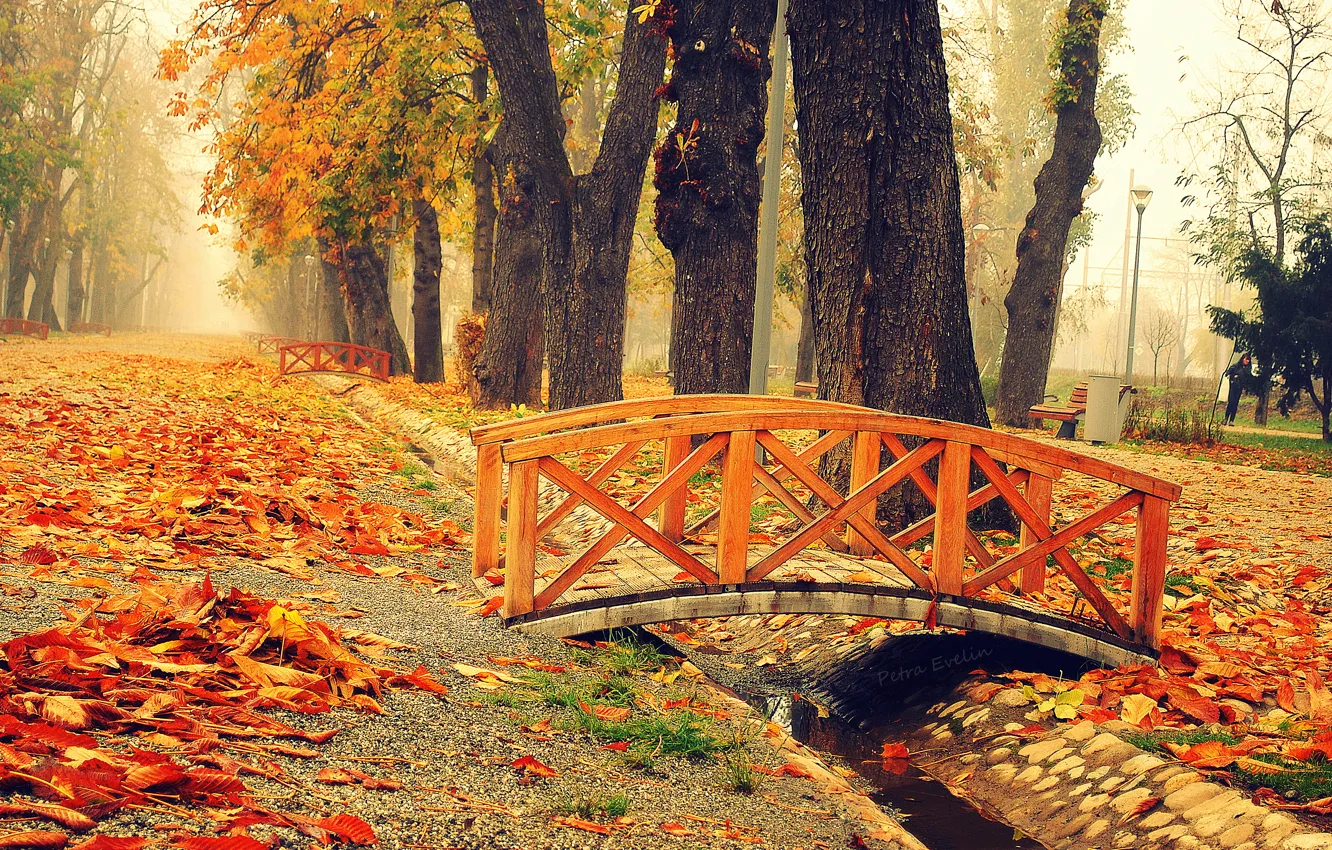Photo wallpaper Park, foliage, Autumn, the bridge, bridge, park, autumn, leaves
