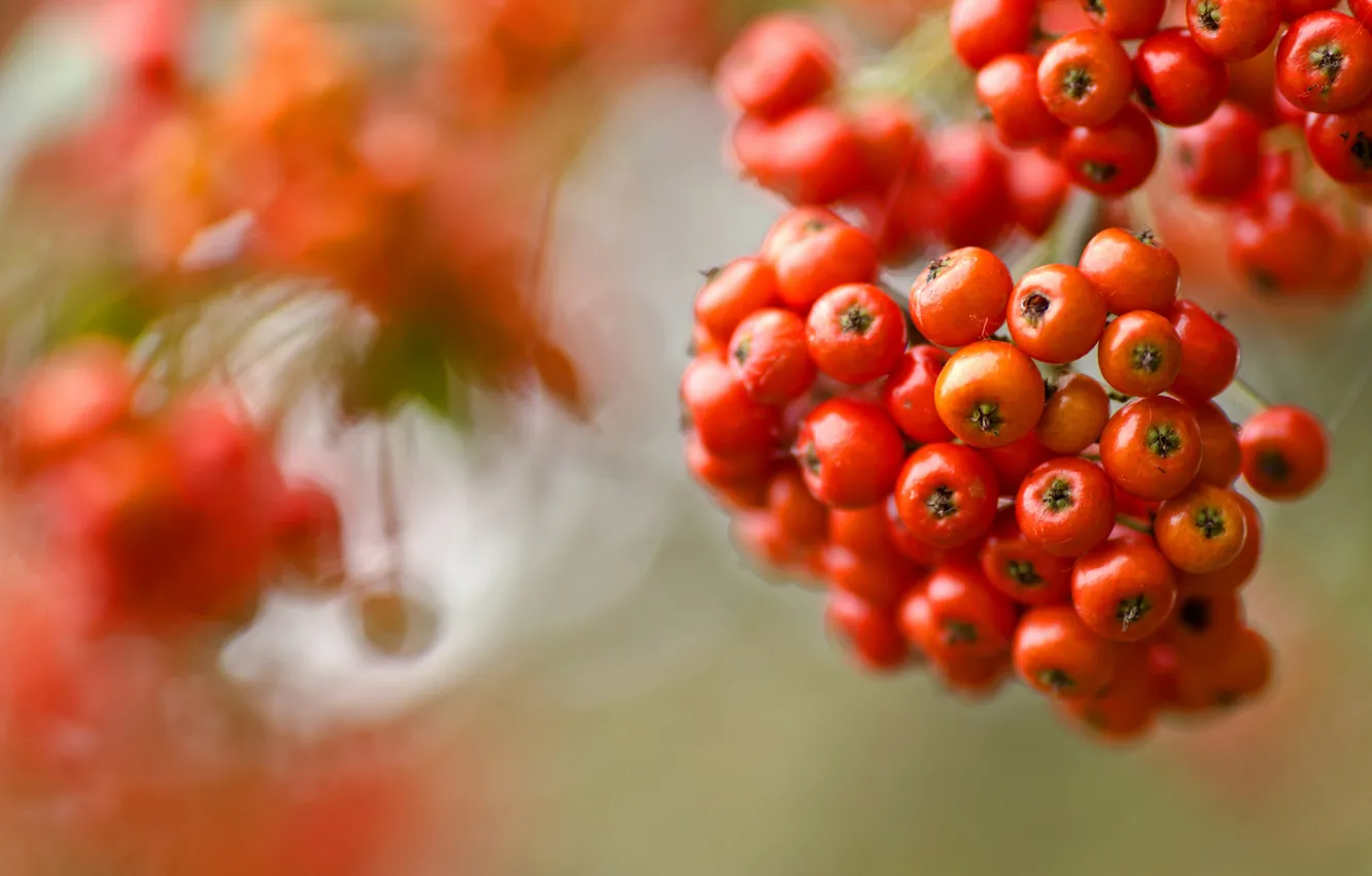 Photo wallpaper autumn, paint, berry, Rowan