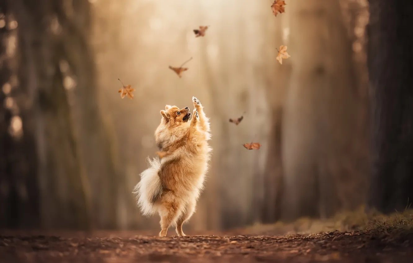 Photo wallpaper autumn, each, dog