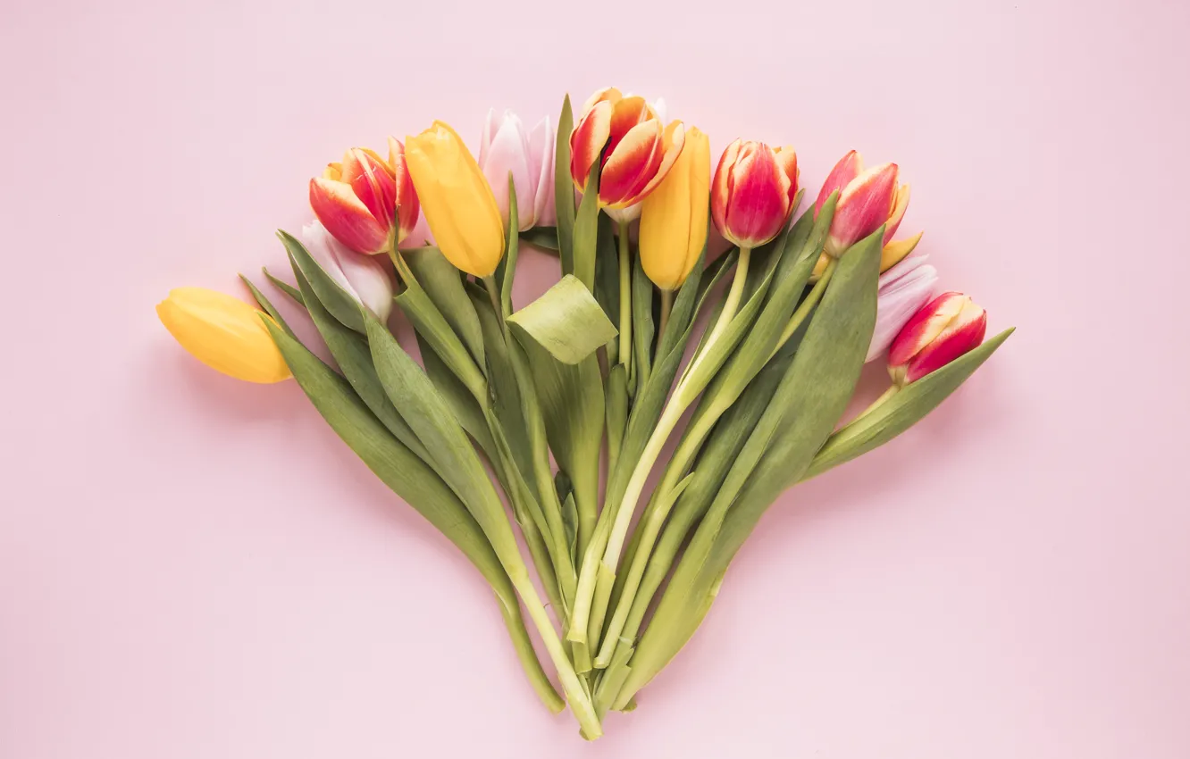 Photo wallpaper flowers, colorful, tulips, fresh, flowers, tulips, spring, multicolored