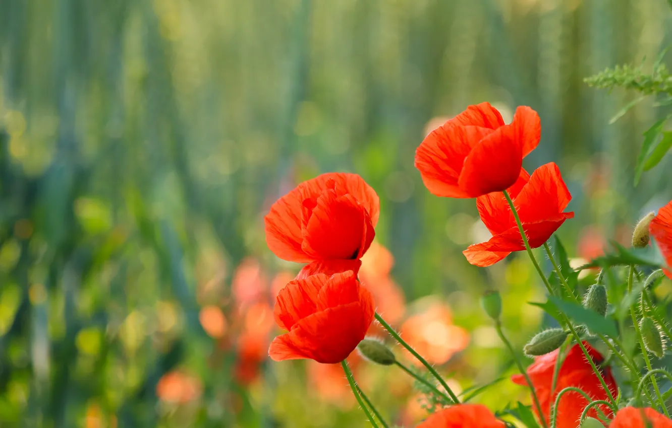 Photo wallpaper red, flowers, light, bokeh, greens, Maki, summer