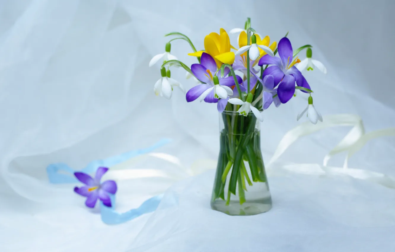 Photo wallpaper flowers, tenderness, beauty, plants, spring, snowdrops, crocuses, still life