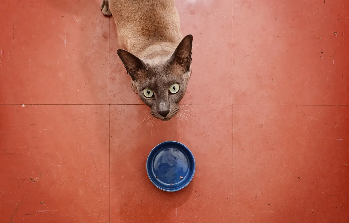 Photo wallpaper cat, look, an empty bowl