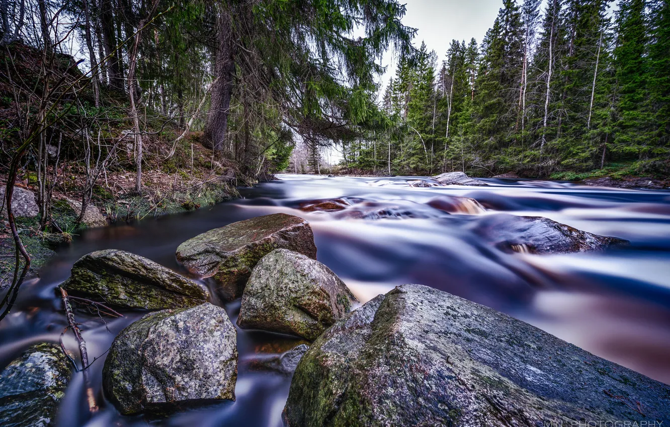 Photo wallpaper forest, water, trees, river, stones, spruce